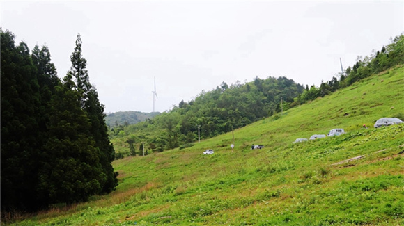 岐山草原。通訊員 洪琳 攝